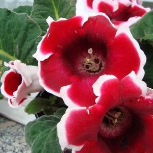 Meet your Posher, Breanna